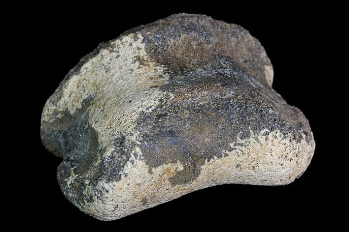 Ceratopsian Dinosaur Toe Bone - Alberta (Disposition #-) #92768